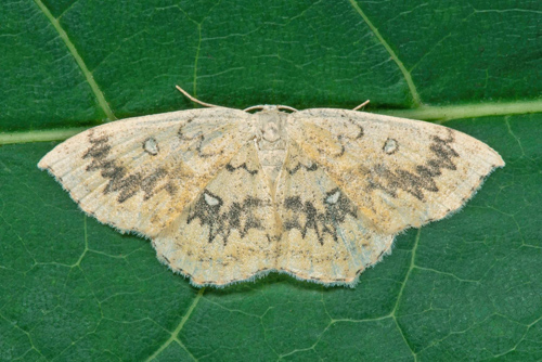 Lönngördelmätare / Navr-Bæltemåler, Cyclophora annularia. Öland, Sverige d. 9 august 2021. Fotograf; Håkan Johansson