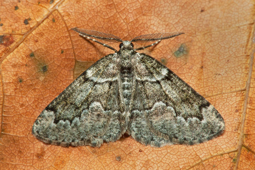Grönaktig lavmätare / Lav-Barkmåler, Cleorodes lichenaria. Öland. Sverige d. 13 september 2021. Fotograf; Håkan Johansson