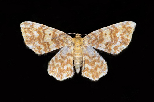 Ockragul lvmtare / Gulflammet Bladmler, Hydrelia flammeolaria. Skne, Sverige d. 6 juli 2021. Fotograf; Hkan Johansson