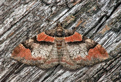 Rdbandad fltmtare / Rdbltet Bladmler,Catarhoe rubidata. land, Sverige d. 10 juli 2021. Fotograf; Hkan Johansson