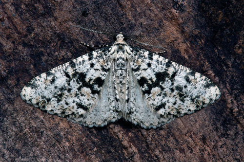 Vit lavmätare / Hvidbroget Barkmåler, Fagivorina arenaria. Småland. Sverige d. 8 juni 2021. Fotograf; Håkan Johansson