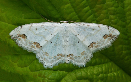 Blåfläckig lövmätare / Dekoreret Duskmåler, Scopula decorata. Skåne, Sverige d, 20 maj 2021. Fotograf; Håkan Johansson