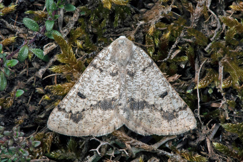 Skuggmätare / Jysk Lyngmåler, Dyscia fagaria. Öland. Sverige d. 22 maj 2021. Fotograf; Håkan Johansson