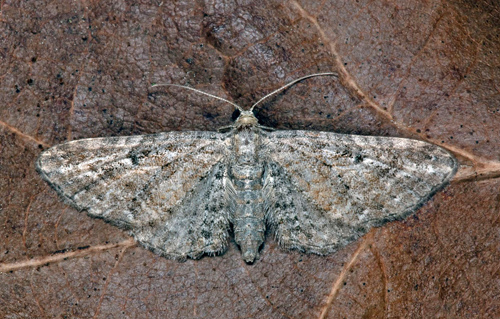 Backmalmtare / Rllikedvrgmler,Eupithecia millefoliata. land, Sverige d. 10 juli 2021. Fotograf; Hkan Johansson