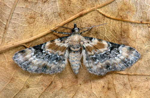 Fingerborgsmalmätare / Fingerbøldværgmåler, Eupithecia pulchellata. Halland, Sverige d. 6 august 2021. Fotograf; Håkan Johansson
