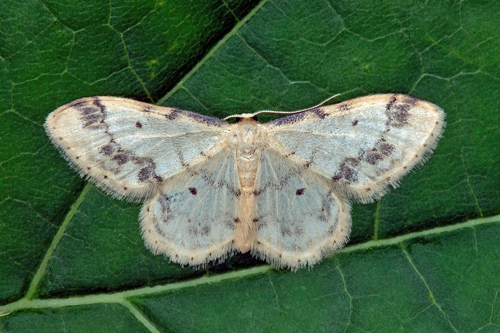 Brunfläckad lövmätare, Idaea trigeminata. Öland, Sverige d. 11 juni 2021. Fotograf; Håkan Johansson