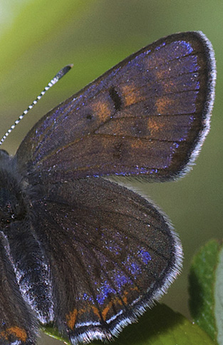 Blå Ildfugl, Lycaena helle. Jordet, Trysil, Hedmark, Norge d. 6 juni 2021. Fotograf; Odd Ketil Sæbo