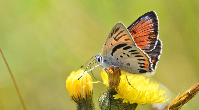 Purpurgullvinge, Lycaena hippothoe han form. Flten, Oppland, Norge d. 12 juli 2021. Fotograf; Gerd Elisabeth Grini