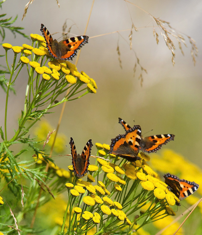 Nldens Takvinge, Aglais urticae. Flten, Oppland, Norge d. 20 august 2021. Fotograf; Gerd Elisabeth Grini