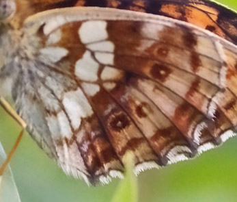 lggrsprlemorfjril / Engperlemorsommerfugl, Brenthis ino hun mrk nigra form. Sdra Hllarna, Visby, Gotland, Sverige d. 30 juni 2021. Fotograf; Mats Engquist 