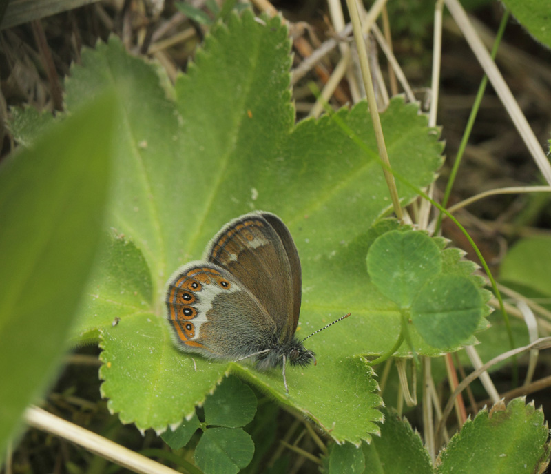 Heroringvinge, Coenonympha hero. Orsa,, Dalarnas län, Sverige d. 12 juni 2021. Fotograf; Lars Andersen