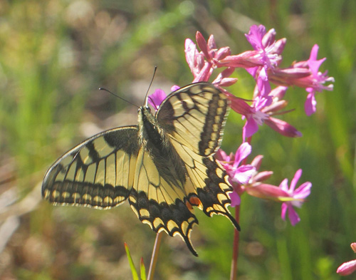 Svalehale, Papilio machaon hun. Spngabcken, Lindesberg, Vstmanland, Sverige d. 15 juni 2021. Fotograf; Lars Andersen