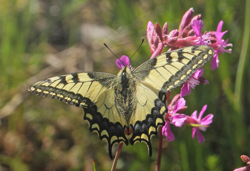 Svalehale, Papilio machaon hun. Spngabcken, Lindesberg, Vstmanland, Sverige d. 15 juni 2021. Fotograf; Lars Andersen