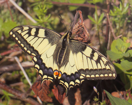 Svalehale, Papilio machaon hun. Spngabcken, Lindesberg, Vstmanland, Sverige d. 15 juni 2021. Fotograf; Lars Andersen