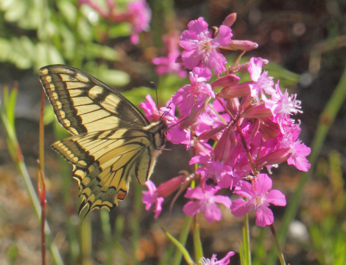 Svalehale, Papilio machaon hun. Spngabcken, Lindesberg, Vstmanland, Sverige d. 15 juni 2021. Fotograf; Lars Andersen