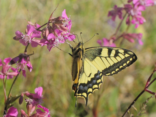 Svalehale, Papilio machaon han. Vckersltt, Allgunnen, Smland, Sverige d. 16 juni 2021. Fotograf; Lars Andersen