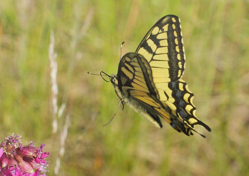 Svalehale, Papilio machaon han. Vckersltt, Allgunnen, Smland, Sverige d. 16 juni 2021. Fotograf; Lars Andersen