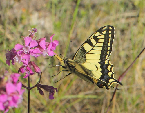 Svalehale, Papilio machaon han. Vckersltt, Allgunnen, Smland, Sverige d. 16 juni 2021. Fotograf; Lars Andersen