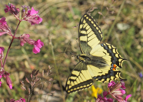 Svalehale, Papilio machaon han. Vckersltt, Allgunnen, Smland, Sverige d. 16 juni 2021. Fotograf; Lars Andersen