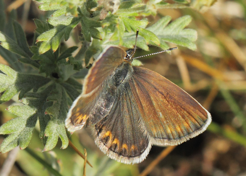 Argusblfugl, Plebejus argus hun. hus, Skne, Sverige d. 8 juli 2021. Fotograf; Lars Andersen