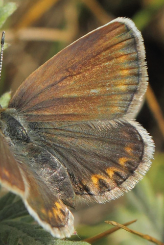 Argusblfugl, Plebejus argus hun. hus, Skne, Sverige d. 8 juli 2021. Fotograf; Lars Andersen