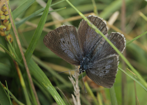 Ensianblfugl, Phengaris alcon. Hunnerdsmossen, Skne, Sverige d. 8 juli - 2021. Fotograf: Lars Andersen