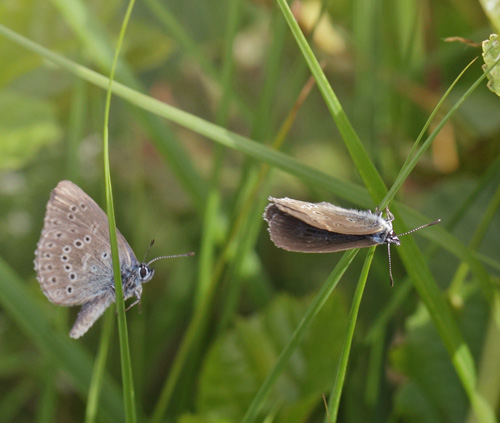 Ensianblfugl, Phengaris alcon. Hunnerdsmossen, Skne, Sverige d. 8 juli - 2021. Fotograf: Lars Andersen