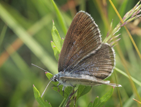 Ensianblfugl, Phengaris alcon. Hunnerdsmossen, Skne, Sverige d. 8 juli - 2021. Fotograf: Lars Andersen