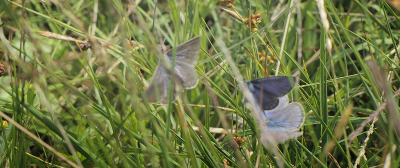 Ensianblfugl, Phengaris alcon. Hunnerdsmossen, Skne, Sverige d. 8 juli - 2021. Fotograf: Lars Andersen