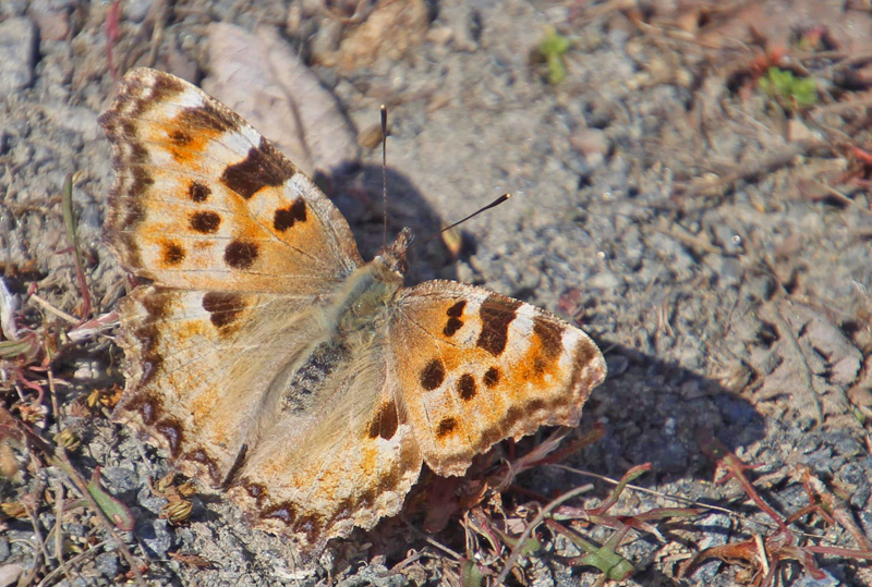 Kirsebrtakvinge, Nymphalis polychloros lys hun. Sjarp, Blekinge, Sverige d. 3 maj 2021. Fotograf; Janne Svantesson