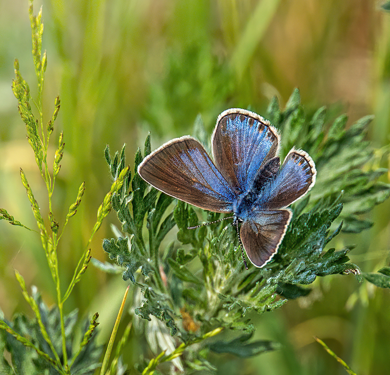 Isblåfugl, Polyommatus amandus f. isias hun. Åseda, Småland, Sverige d. 20 juni 2021. Fotograf; John S. Petersen