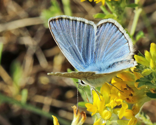 Hvidrandet Blfugl, Polyommatus dorylas hun og han. Horna grushla Naturreservat, Skne, Sverige d. 8 juli 2021. Fotograf; Henrik S. Larsen