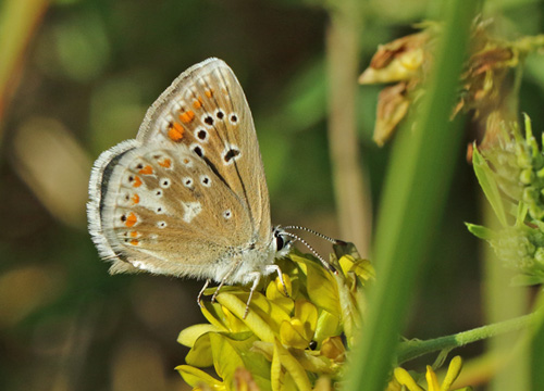 Hvidrandet Blfugl, Polyommatus dorylas hun og han. Horna grushla Naturreservat, Skne, Sverige d. 8 juli 2021. Fotograf; Henrik S. Larsen