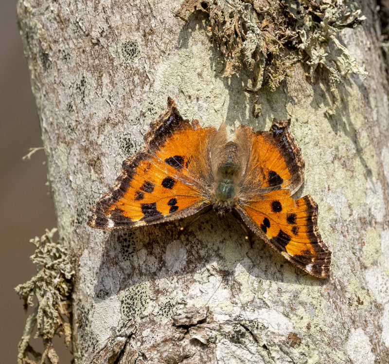 Østlig Takvinge, Nymphalis xanthomelas han. Bräkne-Hoby, Blekinge, Sverige d. 17 april 2021. Fotograf; Svend Rastrup Andersen