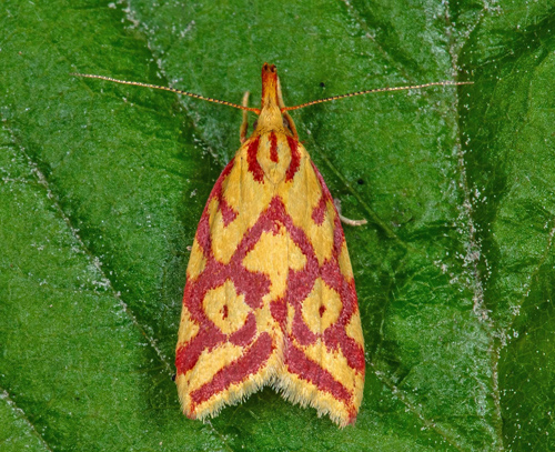 Jungfrulinpraktmal / Mælkeurtprydvinge, Hypercallia citrinalis. Öland, Sverige d. 10 juli 2021. Fotograf; Håkan Johansson