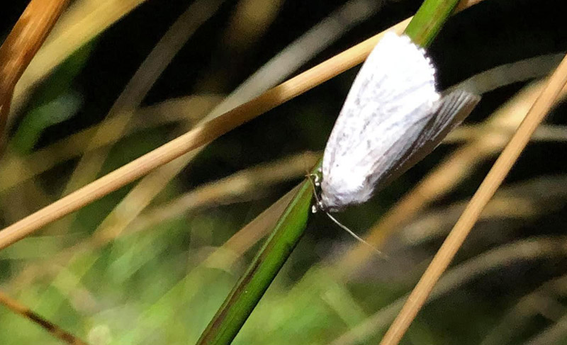 Vitt strfly/ Kridtugle, Photedes morrisii. Klagshamn, Skne, Sverige d. 4 juli 2020. Fotograf:;Mats Lindeborg