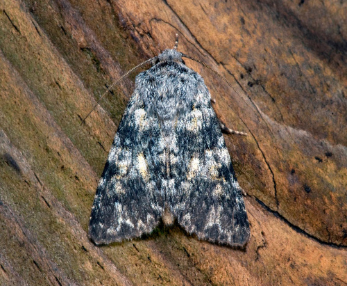 Blågrått nejlikfly, Hadena caesia. Öland, Sverige d. 18 juni 2021. Fotograf; Håkan Johansson. Tack Anita Norlund för visning av fjärilen.