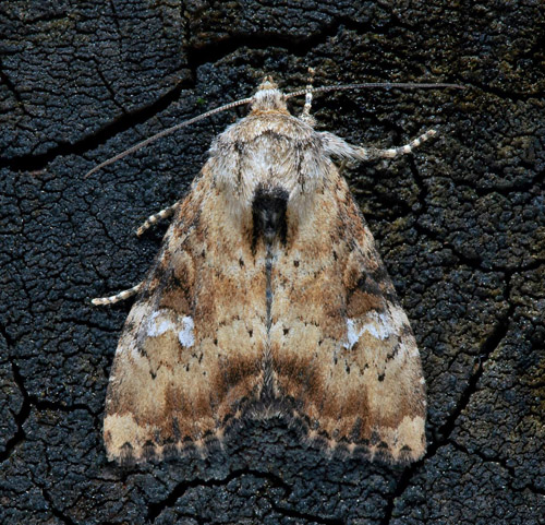 Gulhalsat ngsfly / Sneppe-Stngelugle, Apamea scolopacina. Smland, Sverige d. 26 juli 2021. Fotograf; Hkan Johansson