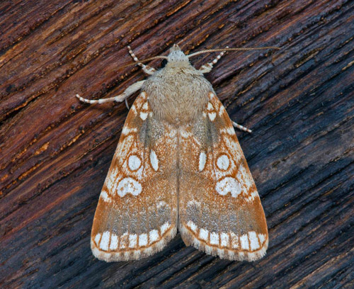 Kretsfly, Dicycla oo. Öland, Sverige d. 7 juli 2021. Fotograf; Håkan Johansson