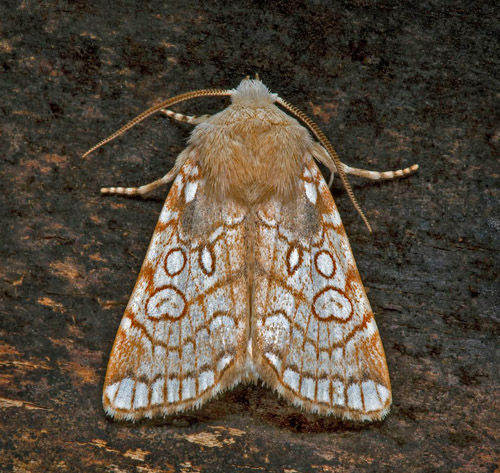 Kretsfly, Dicycla oo. Öland, Sverige d. 7 juli 2021. Fotograf; Håkan Johansson