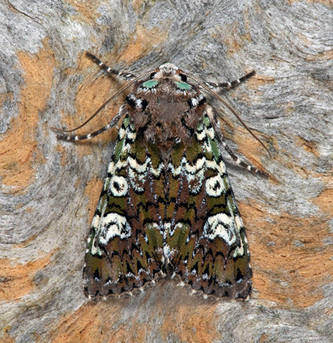 Vitfläckigt ängsfly / Smykke-Stængelugle, Crypsedra gemmea. Öland, Sverige d. 25 august 2021. Fotograf; Håkan Johansson