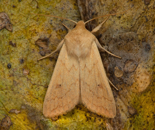 Äggult gräsfly / Takliniet Græsugle, Mythimna vitellina. Skåne, Sverige d. 4 oktober 2021. Fotograf; Håkan Johansson