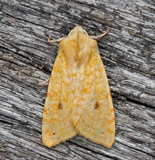Blekgult gulvingsfly / Brombær-Guldugle, Cirrhia icteritia. Skåne, Sverige d. 18 september 2021. Fotograf; Håkan Johansson