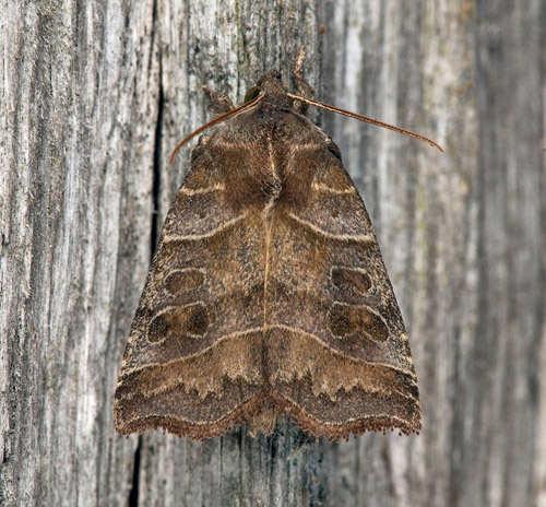 Inbuktat vecklarfly / Mose-Spidsugle, Ipimorpha retusa. land, Sverige d. 26 juli 2021. Fotograf; Hkan Johansson