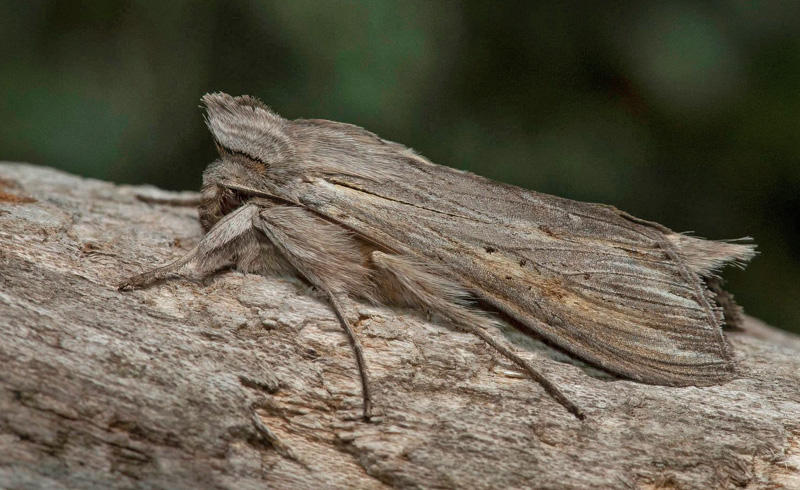Skuggkapuschongfly / Gr Htteugle, Cucullia umbratica. Skne, Sverige d. 18 juni 2021. Fotograf; Hkan Johansson