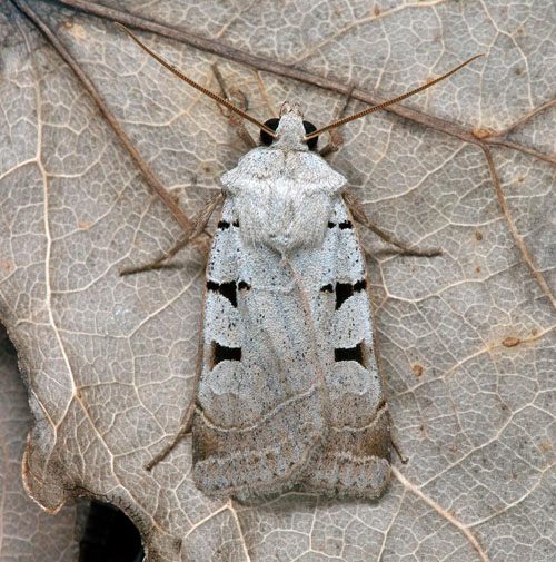 Ljusgrått jordfly / Strand-Gråugle, Eugnorisma glareosa. Skåne, Sverige d. 10 september 2021. Fotograf; Håkan Johansson