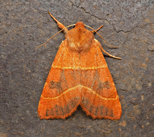 Tvärbandat Gulvingsfly / Aske-Septemberugle, Atethmia centrago. Skåne, Sverige d. 18 september 2021. Fotograf; Håkan Johansson