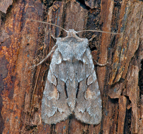 Blågrått träfly / Pors-Stenugle, Lithophane lamda. Småland, Sverige d. 10 maj 2021. Fotograf; Håkan Johansson