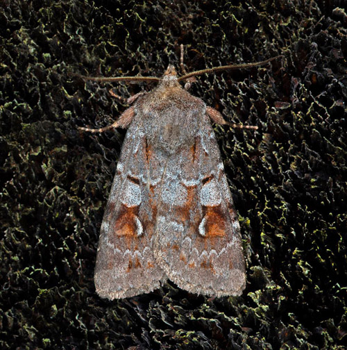 Rdflckig jordfly / Alpe-Glansugle, Xestia alpicola. Vstmanland, Sverige d. 26 juli 2021. Fotograf; Hkan Johansson