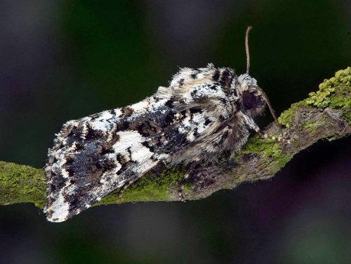 Praktnejlikfly / Hvidfeltet Nellikeugle, Hadena confusa. Nordvästra Skåne, Sverige d. 1 juni 2021. Fotograf; Håkan Johansson.